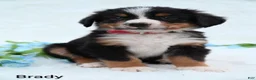 Bernese Mountain Dog dogs for sale: Brady  - Ad 6