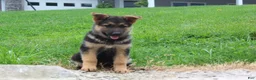 German Shepherd dogs for sale: Eve - Ad 5