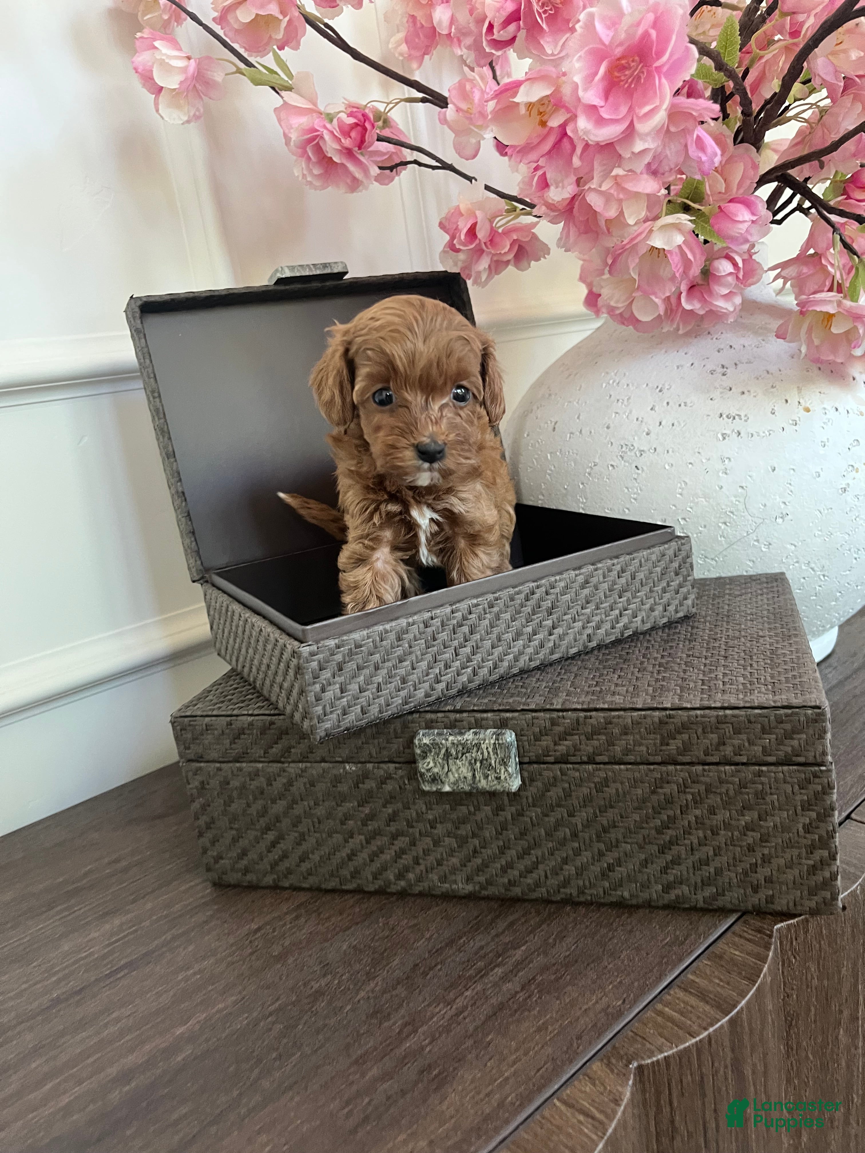 Cavapoo dogs Cavapoo 2 - Ad 39