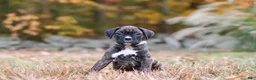 Boxer dogs for sale: Luca - Ad 6