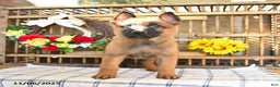 Mixed Breed dogs for sale: Oakley - Ad 2