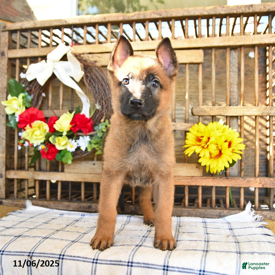 Mixed Breed dogs for sale: Oakley - Ad 2