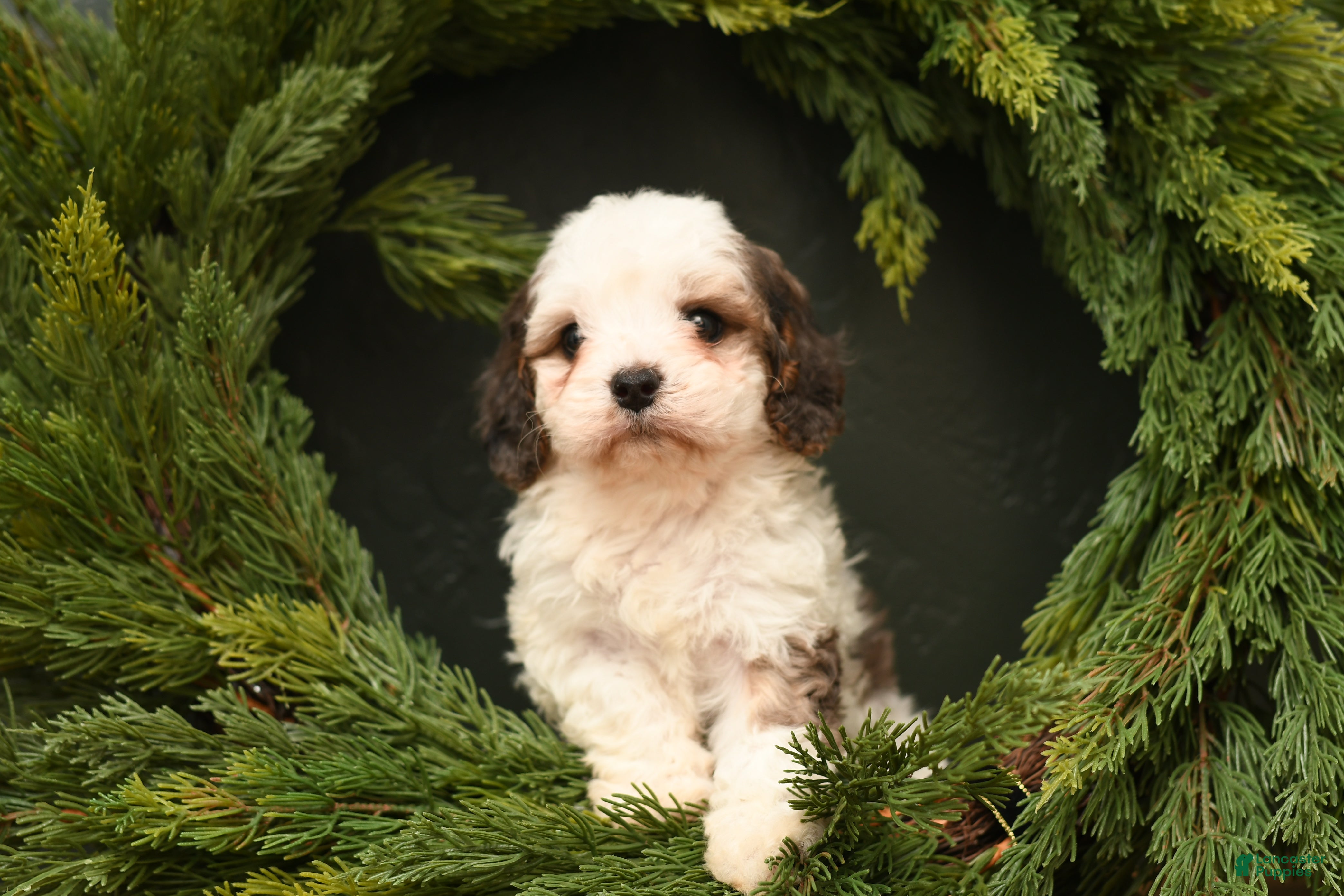 Cavapoo dogs Bella - Ad 38