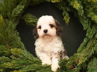 Cavapoo dogs Bella - Ad 28
