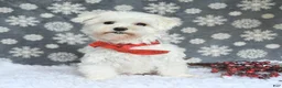 Maltipoo dogs for sale: Mikey - Ad 6