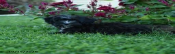 Havapoo dogs for sale: Zuzu - Ad 3