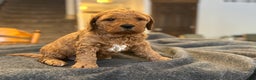 Goldendoodle dogs for sale: Bruno - Ad 2