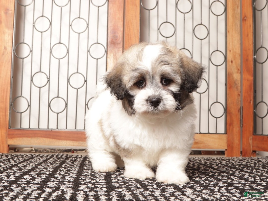 Teddy Bear dogs for sale: Aj Handsome Male Teddy Bear  - Ad 2