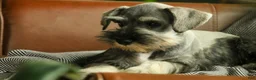 Miniature Schnauzer dogs for sale: Quest Miniature Schnauzer  - Ad 12