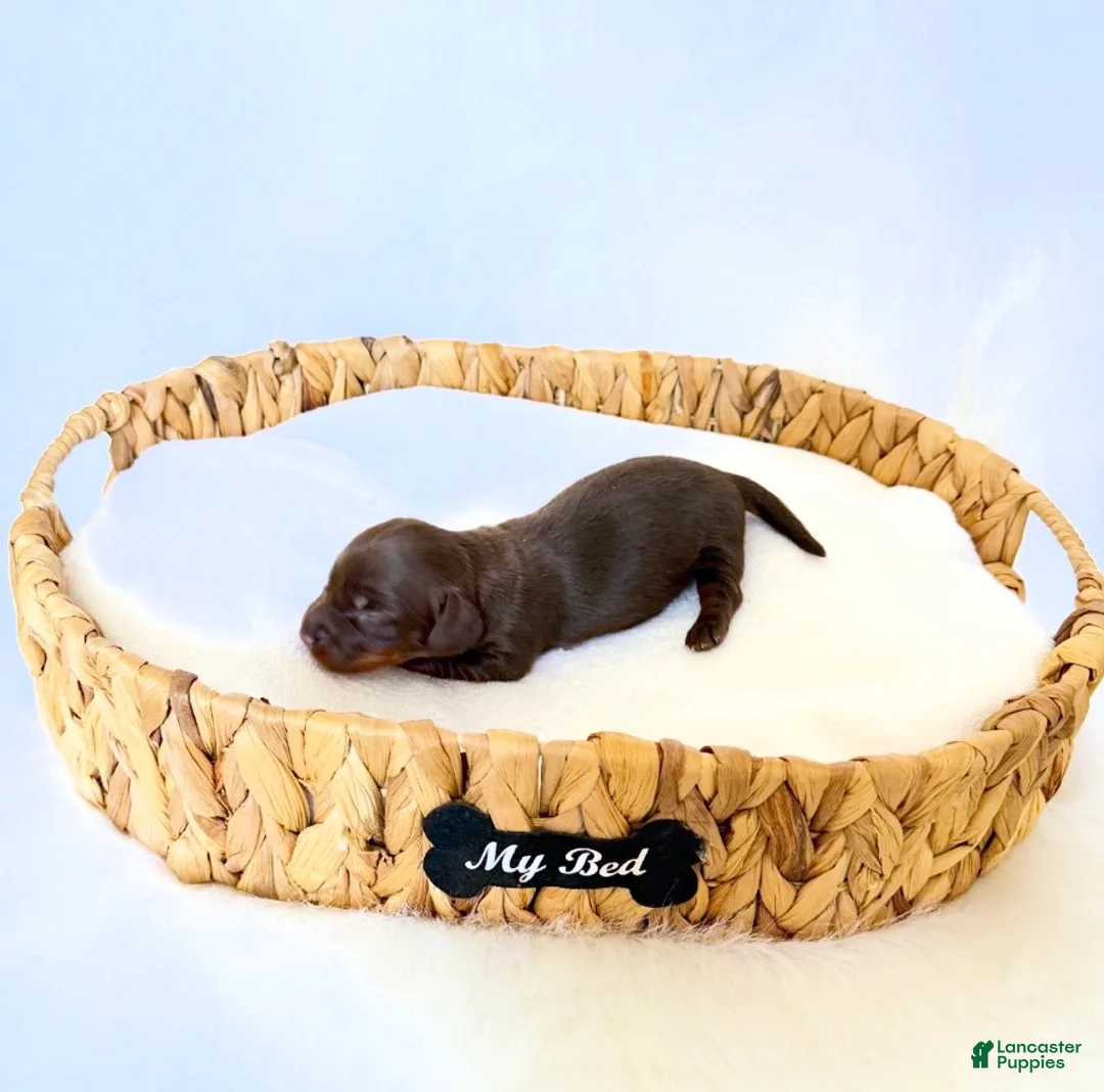 Miniature Dachshund dogs for sale: Dakota - Ad 4