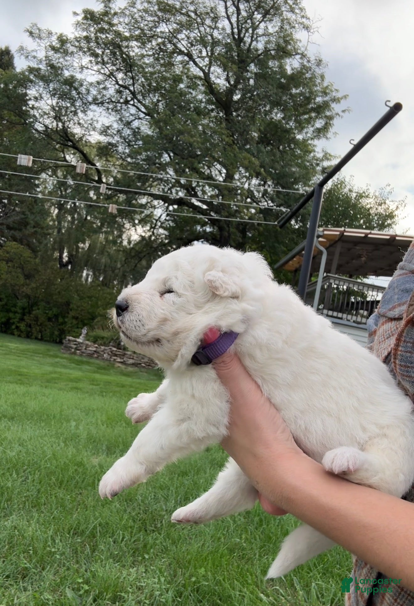 Samoyed dogs for sale: Purple - Ad 2