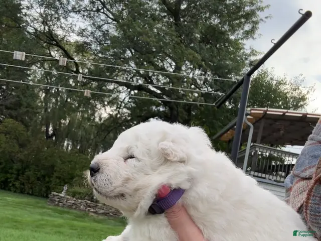 Samoyed dogs for sale: Purple - Ad 2
