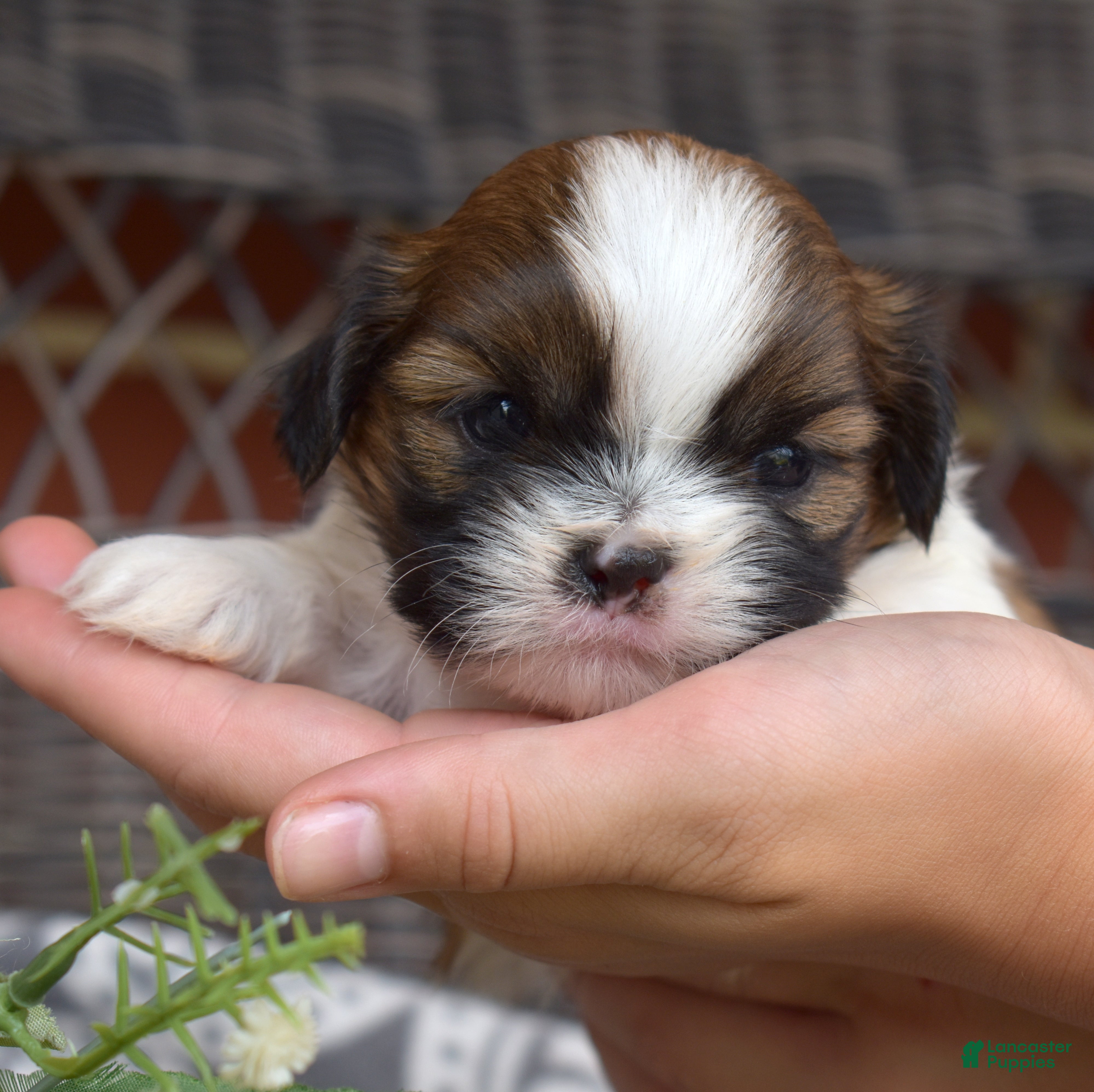 Shih Tzu dogs Teddy Bear - Ad 1