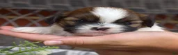 Shih Tzu dogs for sale: Teddy Bear - Ad 1