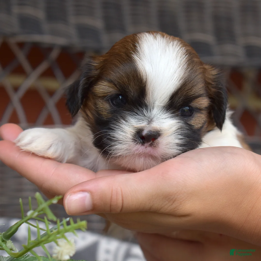 Shih Tzu dogs for sale: Teddy Bear - Ad 1