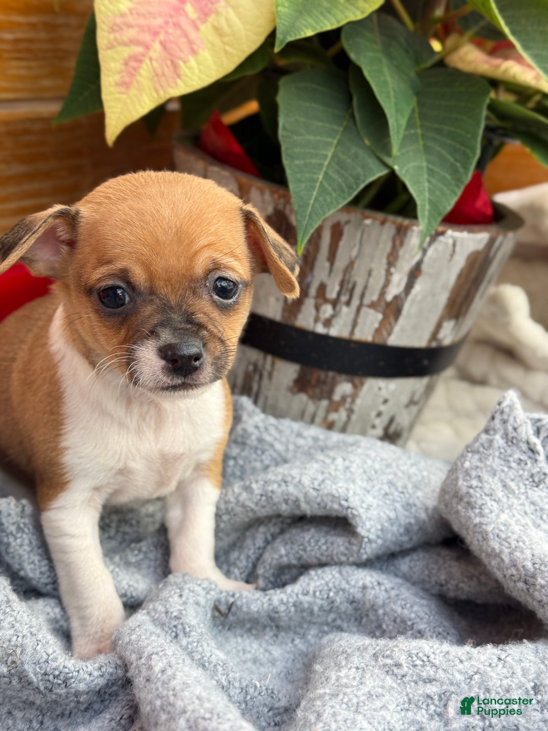 Chihuahua dogs for sale: Cole - Ad 7