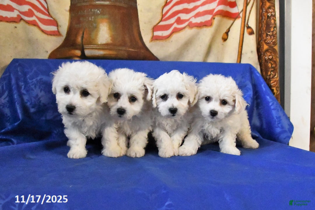 Bichon Frise dogs for sale: Blondie - Ad 5