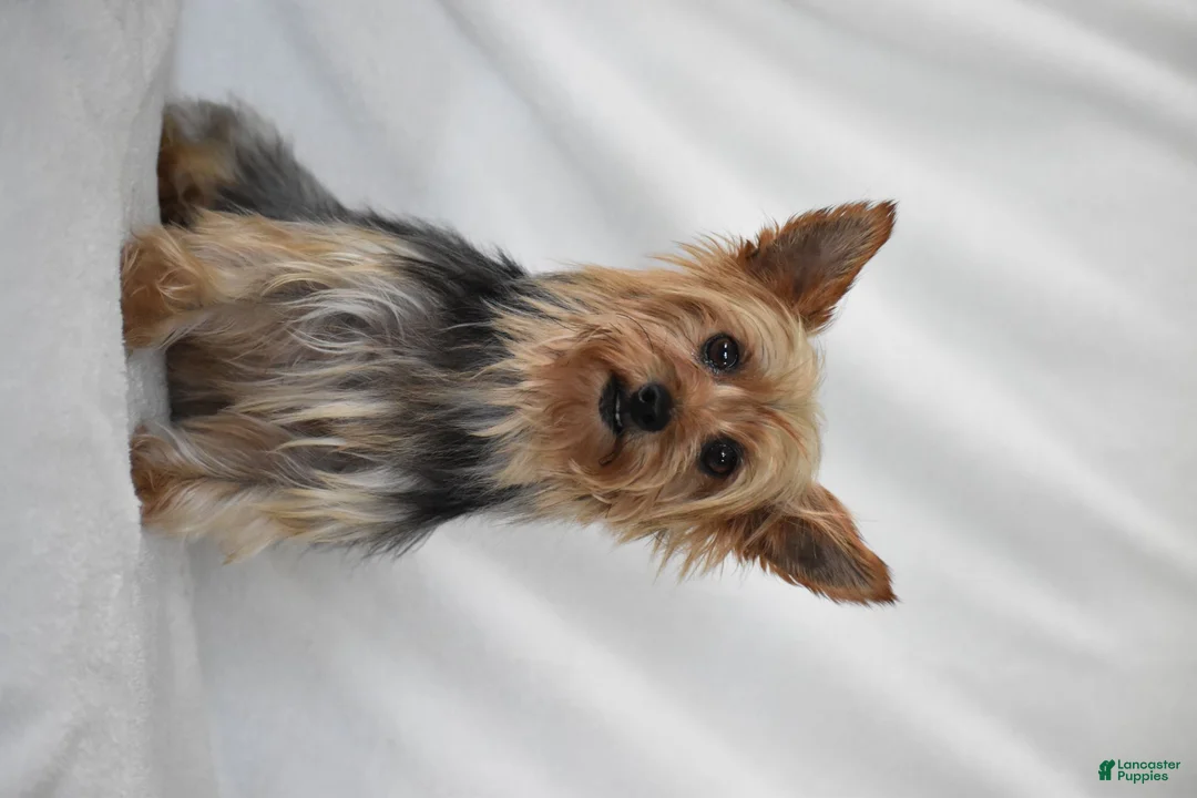 Yorkshire Terrier dogs for sale: Olive - Ad 11