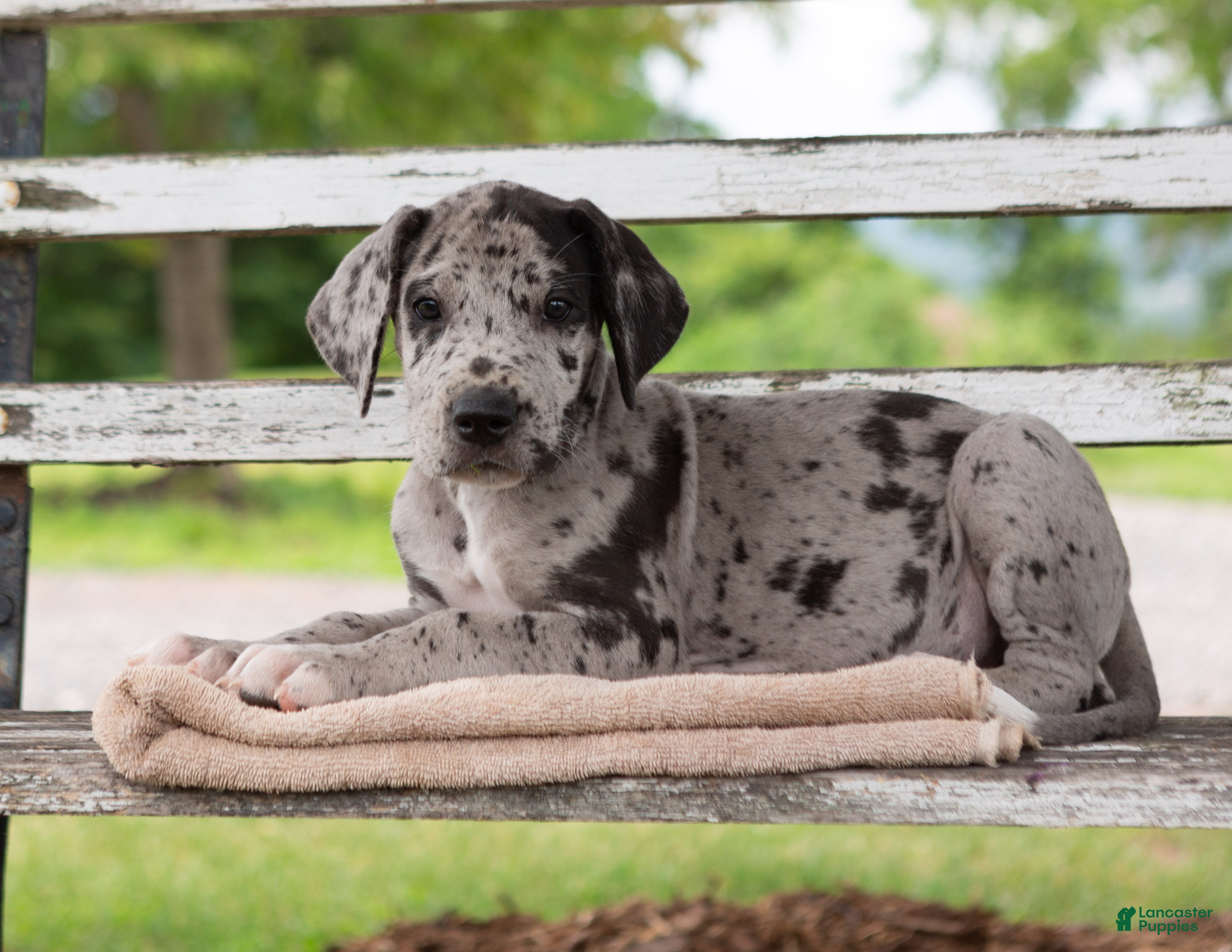 Great Dane dogs Griffin - Ad 1