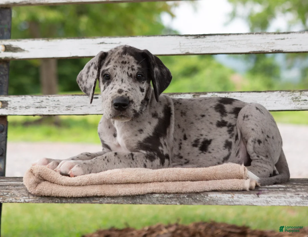 Great Dane dogs for sale: Griffin - Ad 1