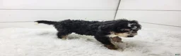 Bernedoodle dogs for sale: Bentley - Ad 7