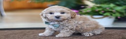 Maltipoo dogs for sale: Kenny - Ad 8