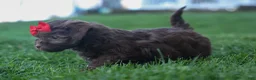 Havapoo dogs for sale: OLIVER - Ad 8