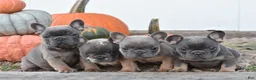 French Bulldog dogs for sale: Spencer - Ad 3