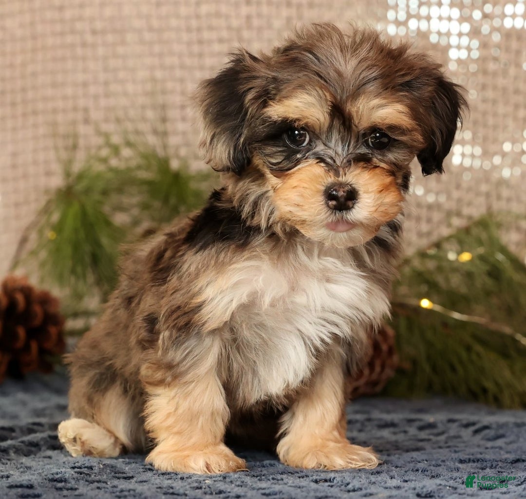 Havapoo dogs for sale: Paisley - Ad 6