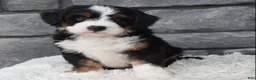 Mini Bernedoodle dogs for sale: Callie  - Ad 7