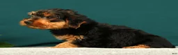 Yorkshire Terrier dogs for sale: Prince - Ad 2