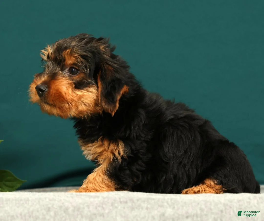 Yorkshire Terrier dogs for sale: Prince - Ad 2