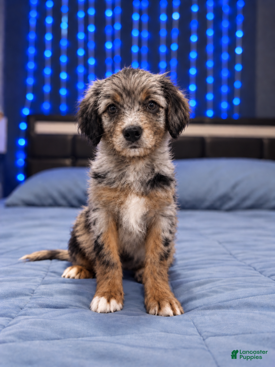 Mixed Breed dogs Zeus - Ad 1