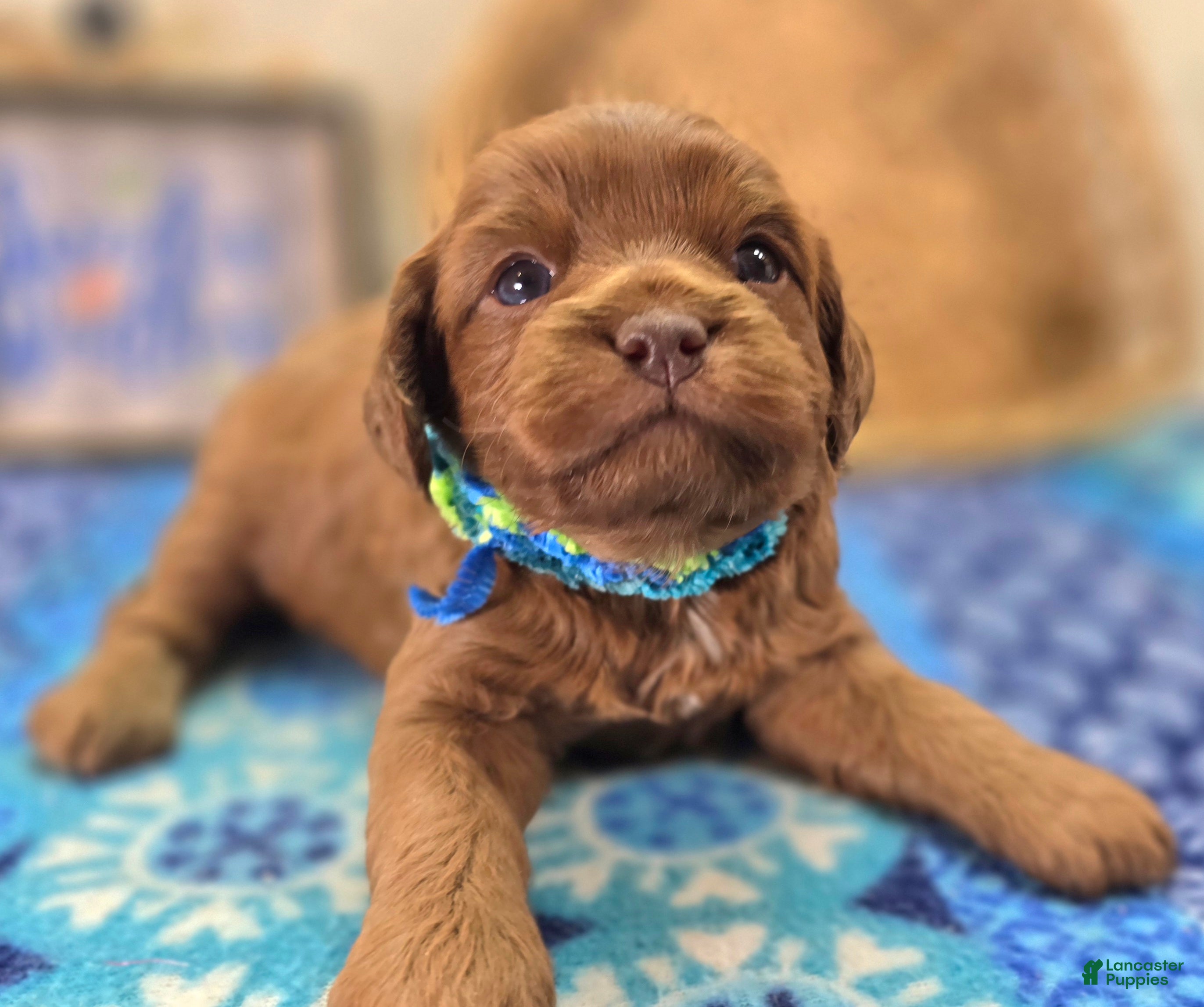 Cavapoo dogs Hail Mary - Ad 12