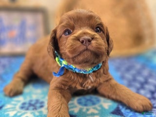 Cavapoo dogs Hail Mary - Ad 37