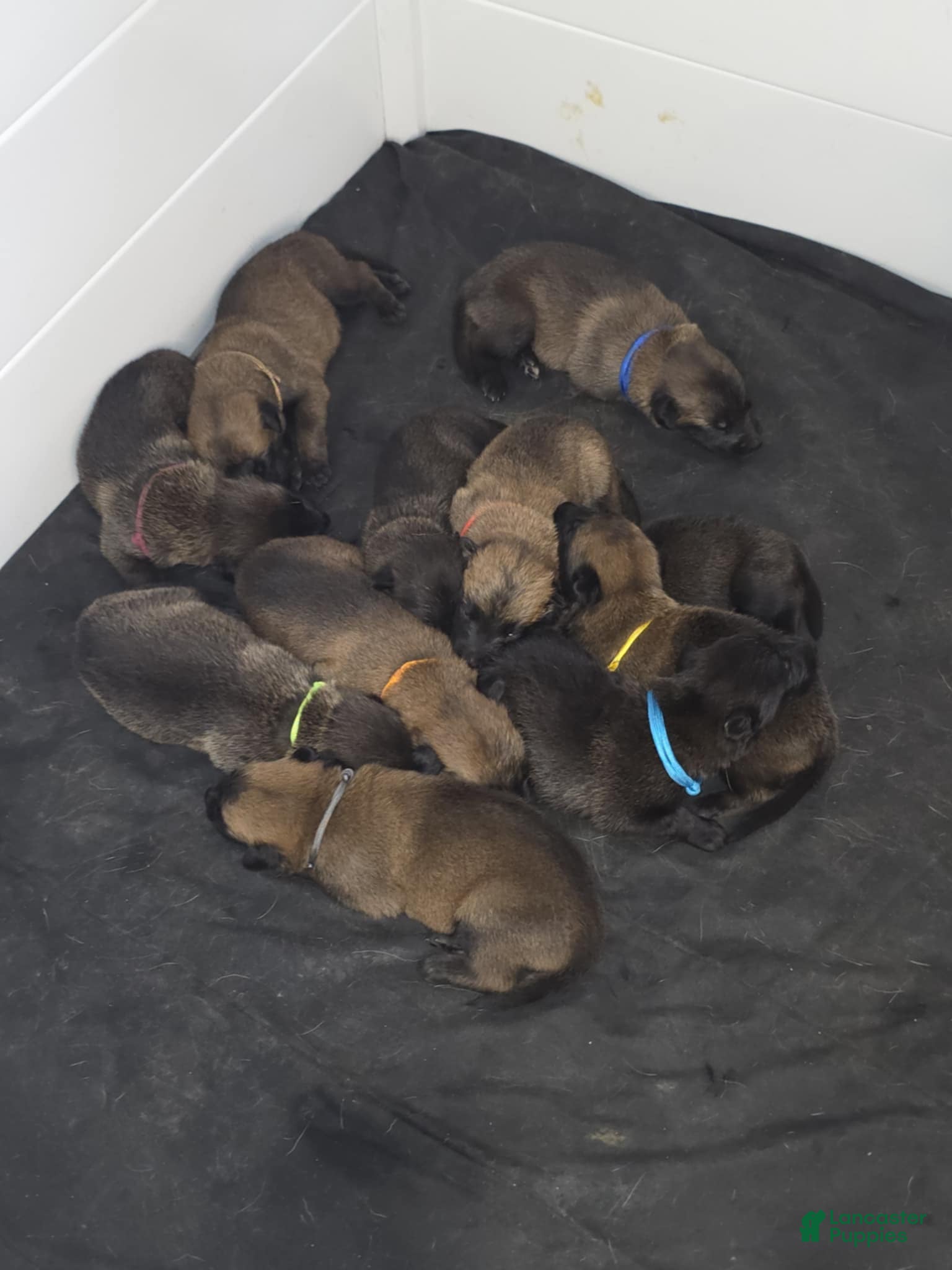 Belgian Malinois dogs Belgian Malinois Puppy 1 - Ad 21