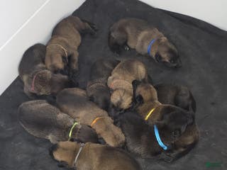 Belgian Malinois dogs Belgian Malinois Puppy 1 - Ad 37