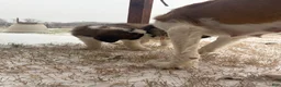 Saint Bernard dogs for sale: Akc Blue - Ad 11