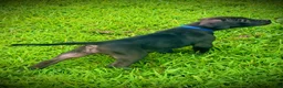 Presa Canario dogs for sale: Presa Canario 2 - Ad 3