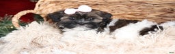 Shih Tzu dogs for sale: Penny - Ad 19