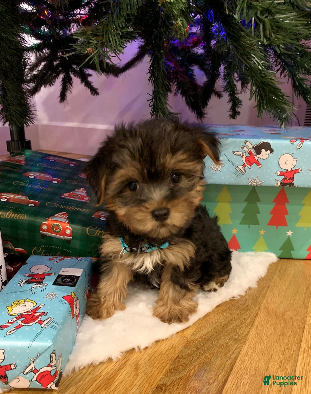 Yorkshire Terrier dogs for sale: Rudolph - Ad 8