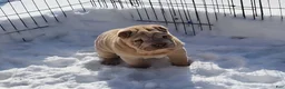 Shar Pei dogs for sale: Flurries mini  - Ad 6