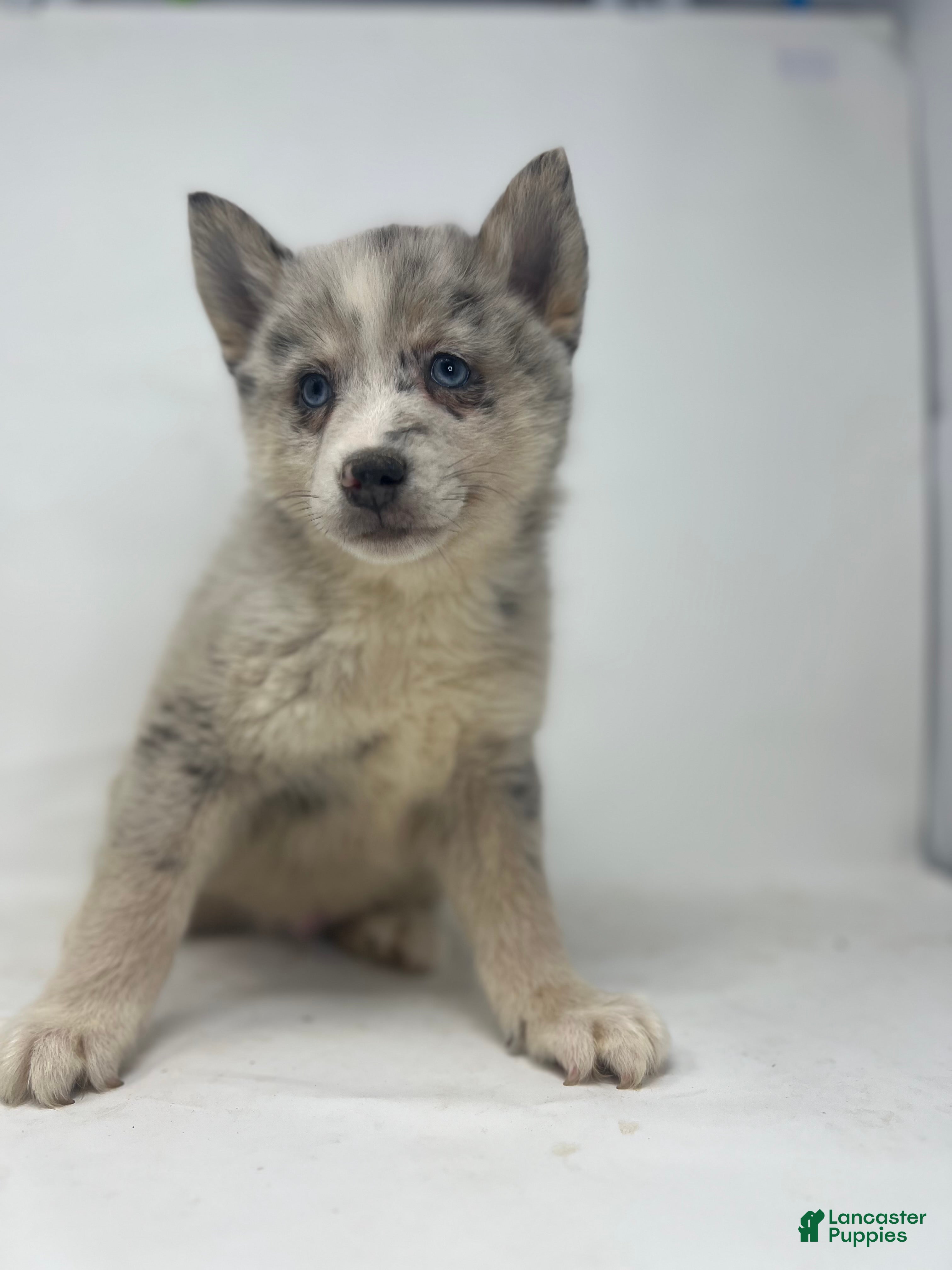 Pomsky dogs Tanner - Ad 2