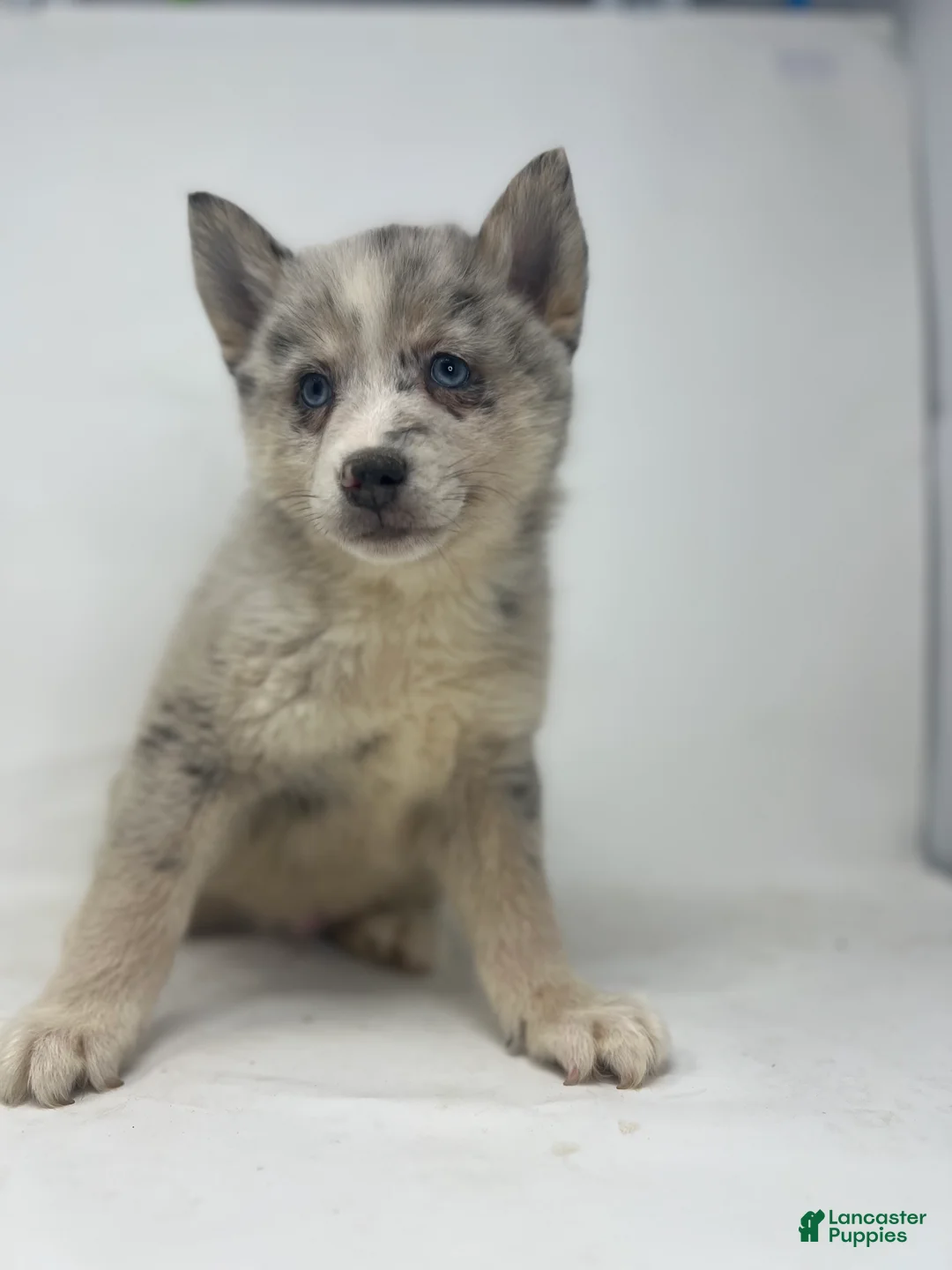 Pomsky dogs for sale: Tanner - Ad 2