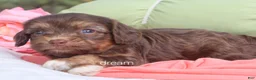 Cavapoo dogs for sale: Poem  - Ad 5