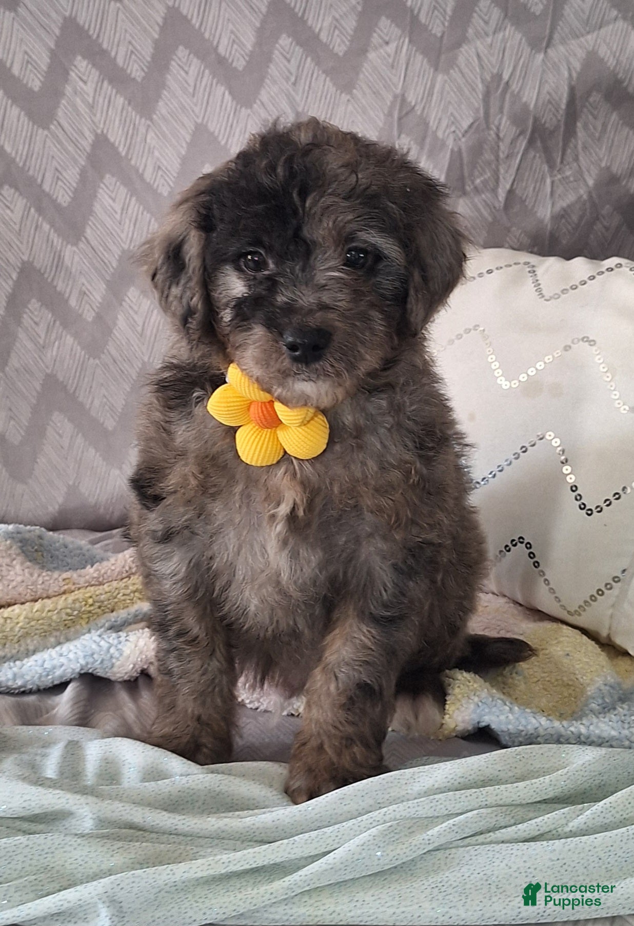 Mini Goldendoodle dogs Dylan - Ad 2