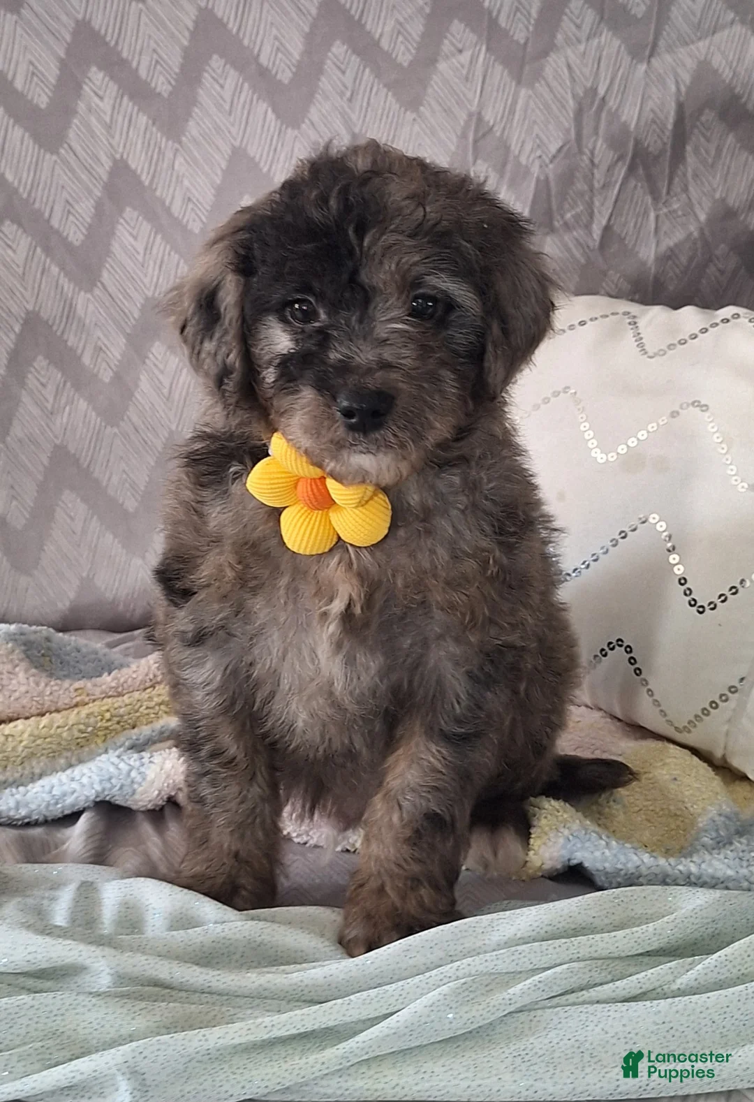 Mini Goldendoodle dogs for sale: Dylan - Ad 2