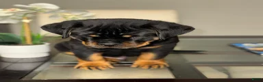 Rottweiler Puppy 1