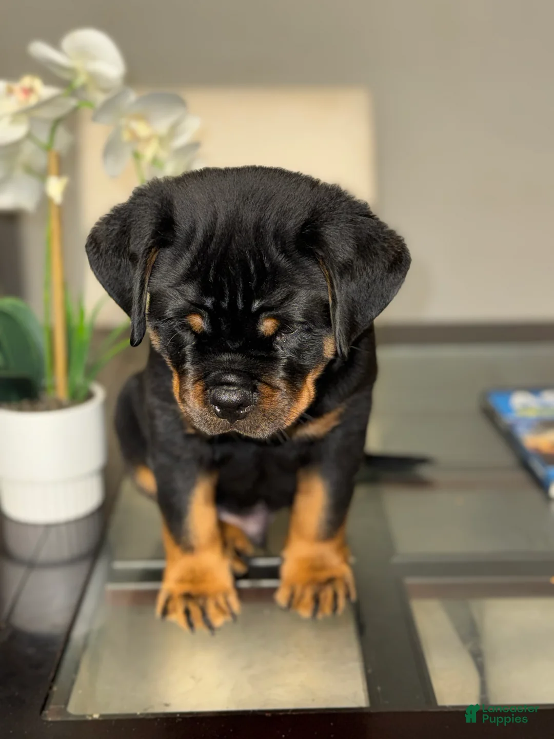 Rottweiler dogs for sale: Rottweiler Puppy 1 - Ad 1