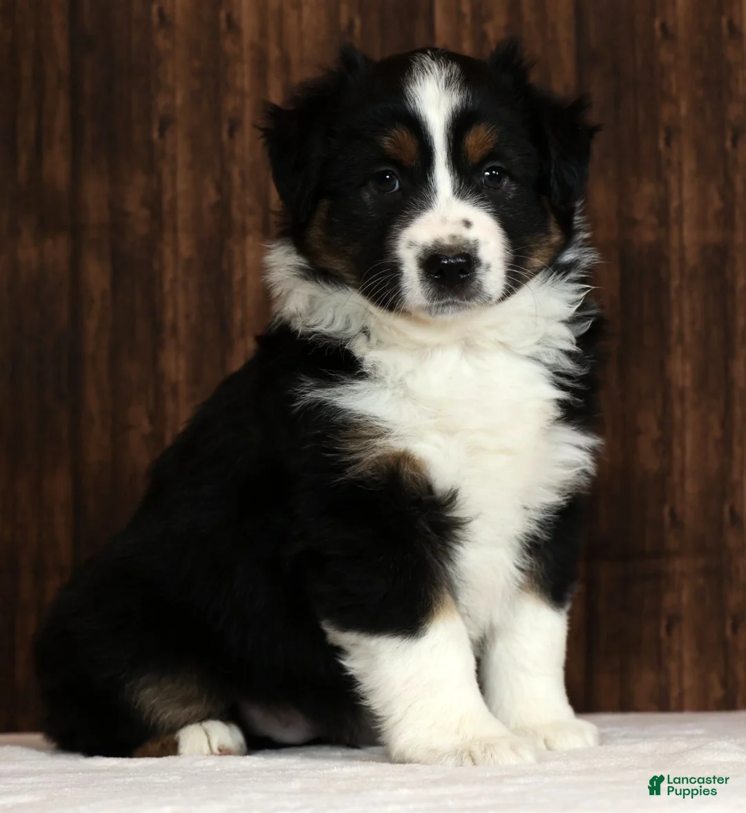 Miniature Australian Shepherd dogs for sale: Thunder - Ad 2